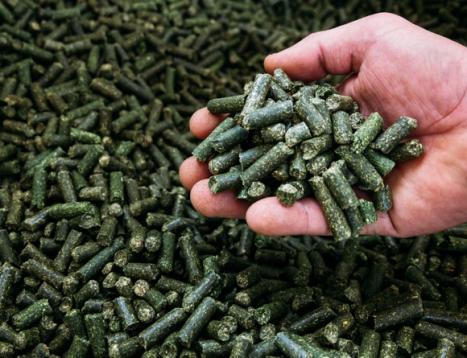 Nutztierfuttermittel